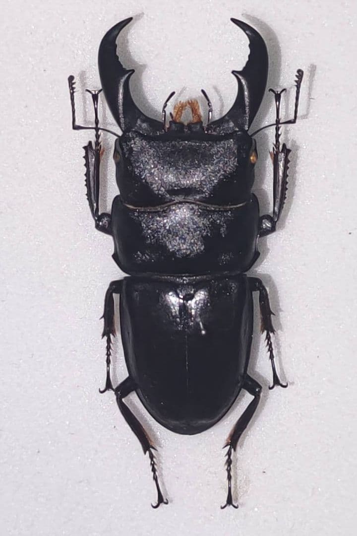 サキシマヒラタクワガタ 標本