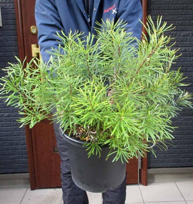 【現品】バンクシア・スピヌノーサ・ヘアピン（ヘアピンバンクシア）8号　４E番