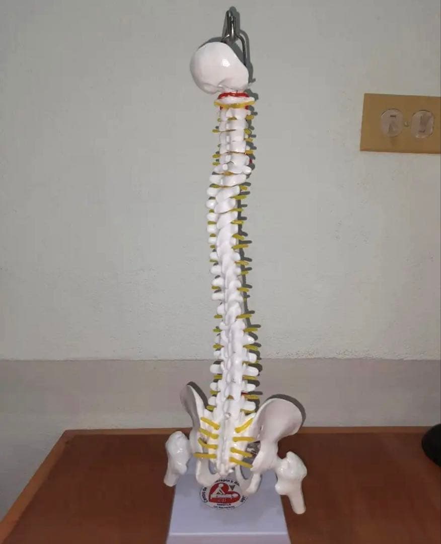 3/4スケール　人体脊椎モデル　教材　医療　インテリア　人体模型　骨格　骨標本