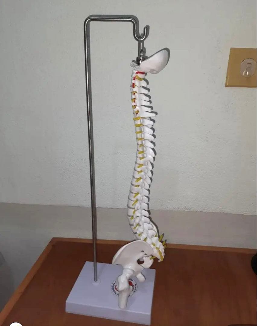3/4スケール　人体脊椎モデル　教材　医療　インテリア　人体模型　骨格　骨標本