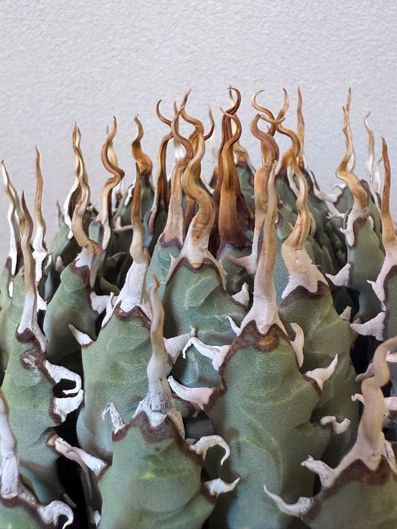 アガベ　ユタエンシス　エボリスピナ　陽炎　良形　特大株