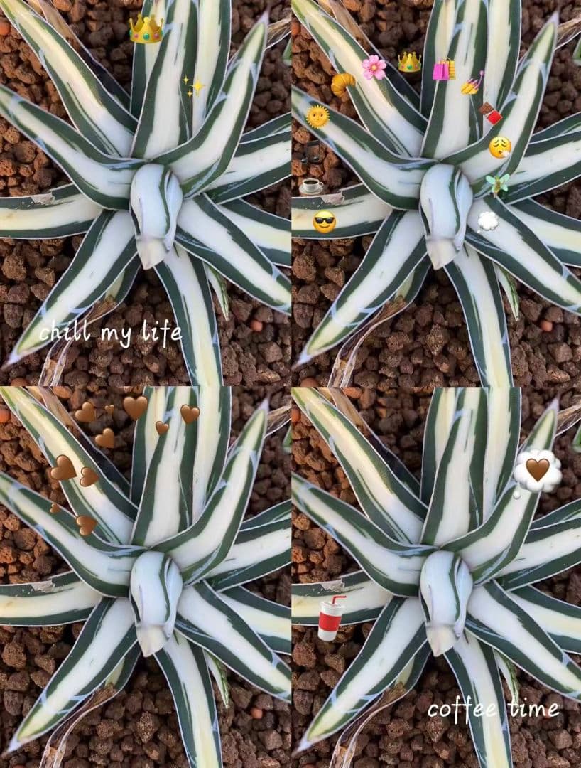 ぽ*こ様 2010アガベ チタノタ 丸叶氷山錦 白中斑 極上中小株 5株セット