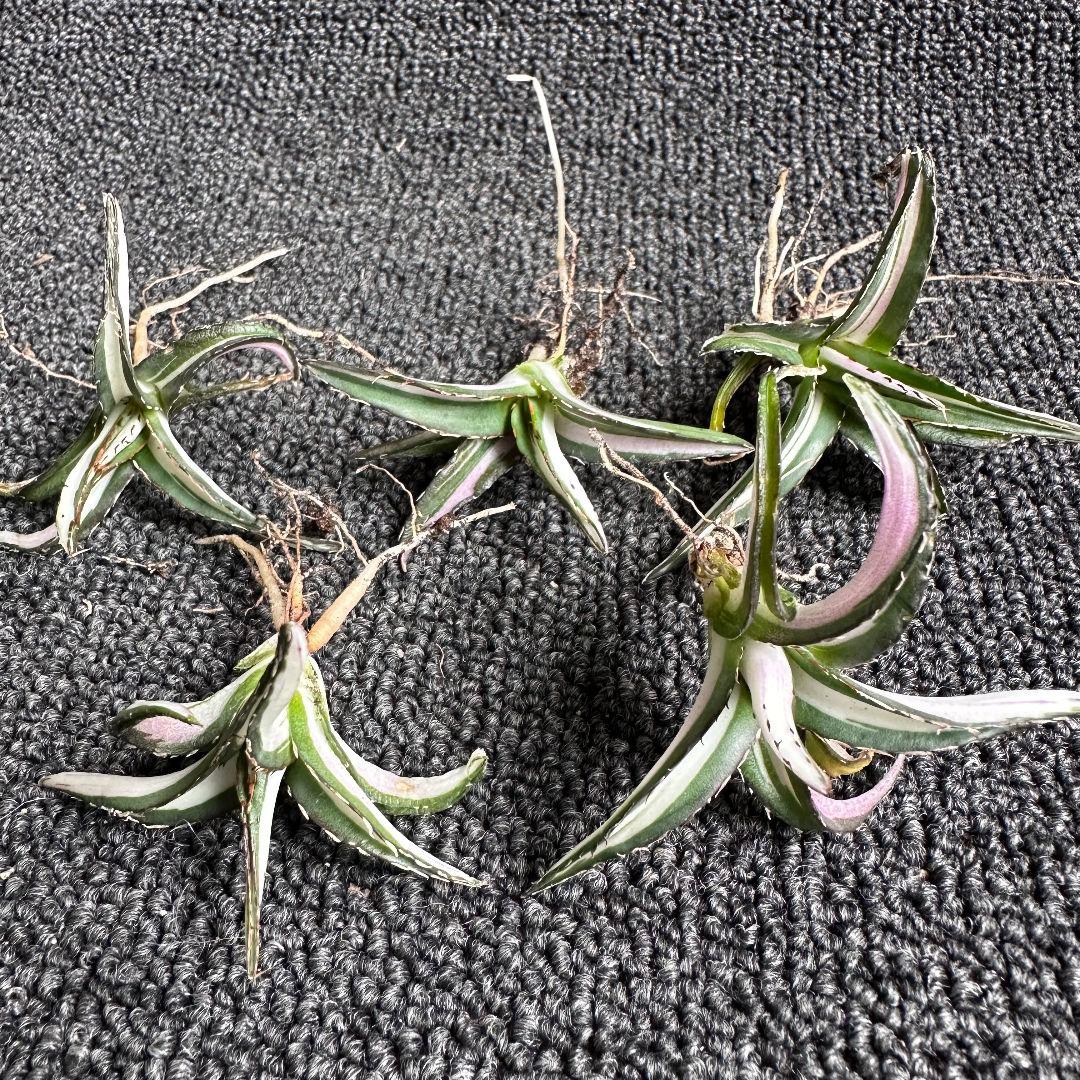 ぽ*こ様 2010アガベ チタノタ 丸叶氷山錦 白中斑 極上中小株 5株セット