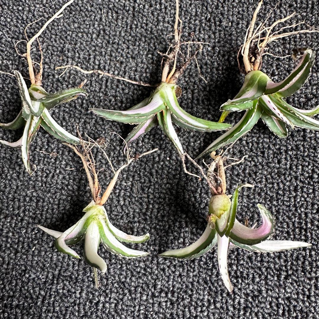 ぽ*こ様 2010アガベ チタノタ 丸叶氷山錦 白中斑 極上中小株 5株セット