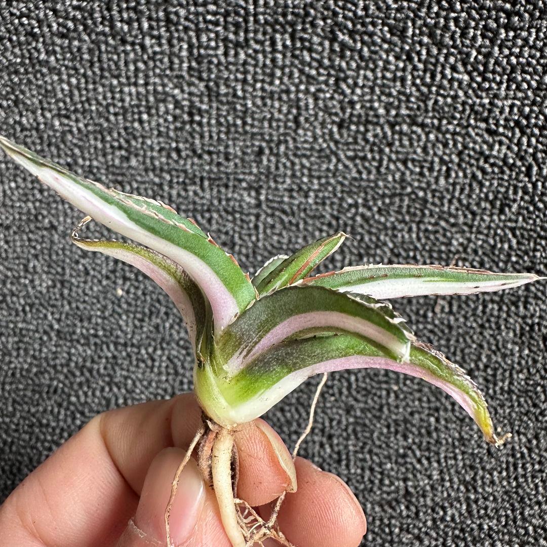 ぽ*こ様 2010アガベ チタノタ 丸叶氷山錦 白中斑 極上中小株 5株セット