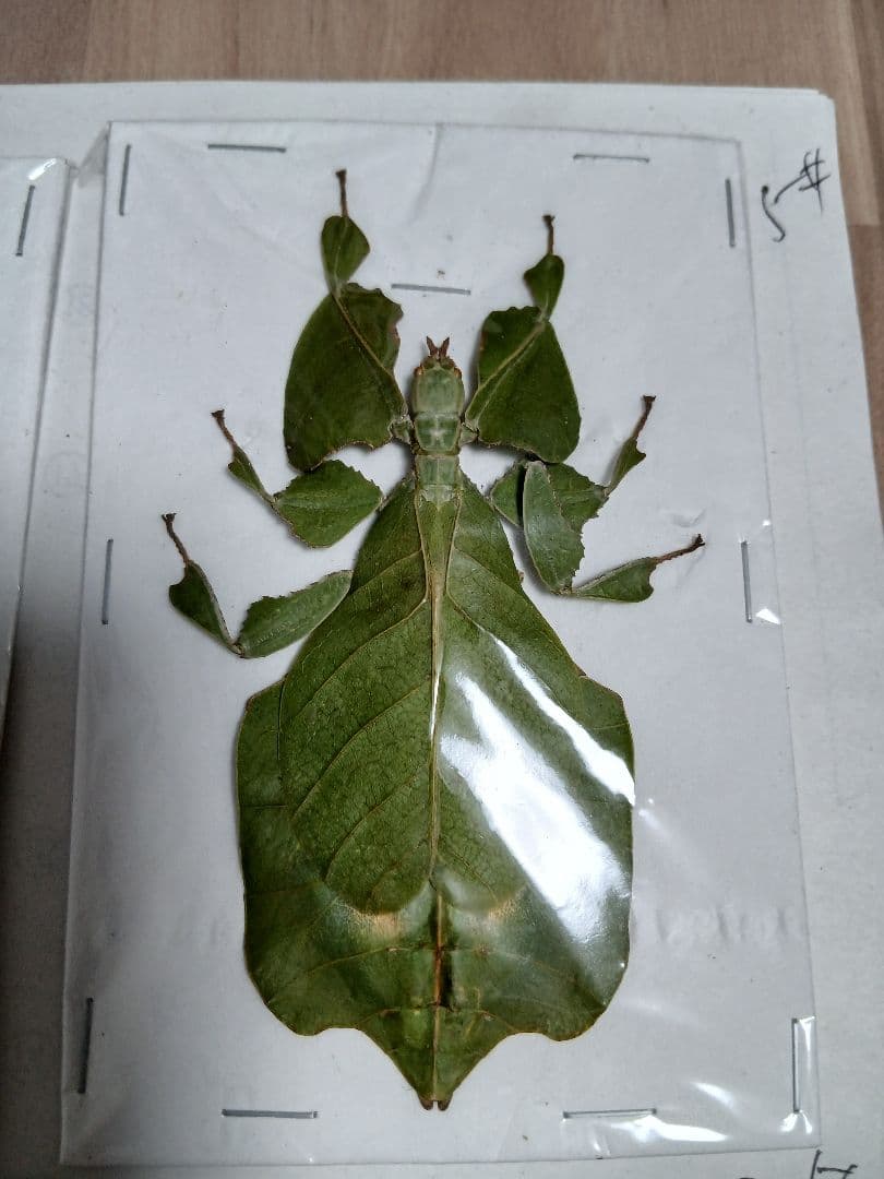 海外産標本｜インドネシア産 ナナフシモドキ（木葉虫）昆虫標本