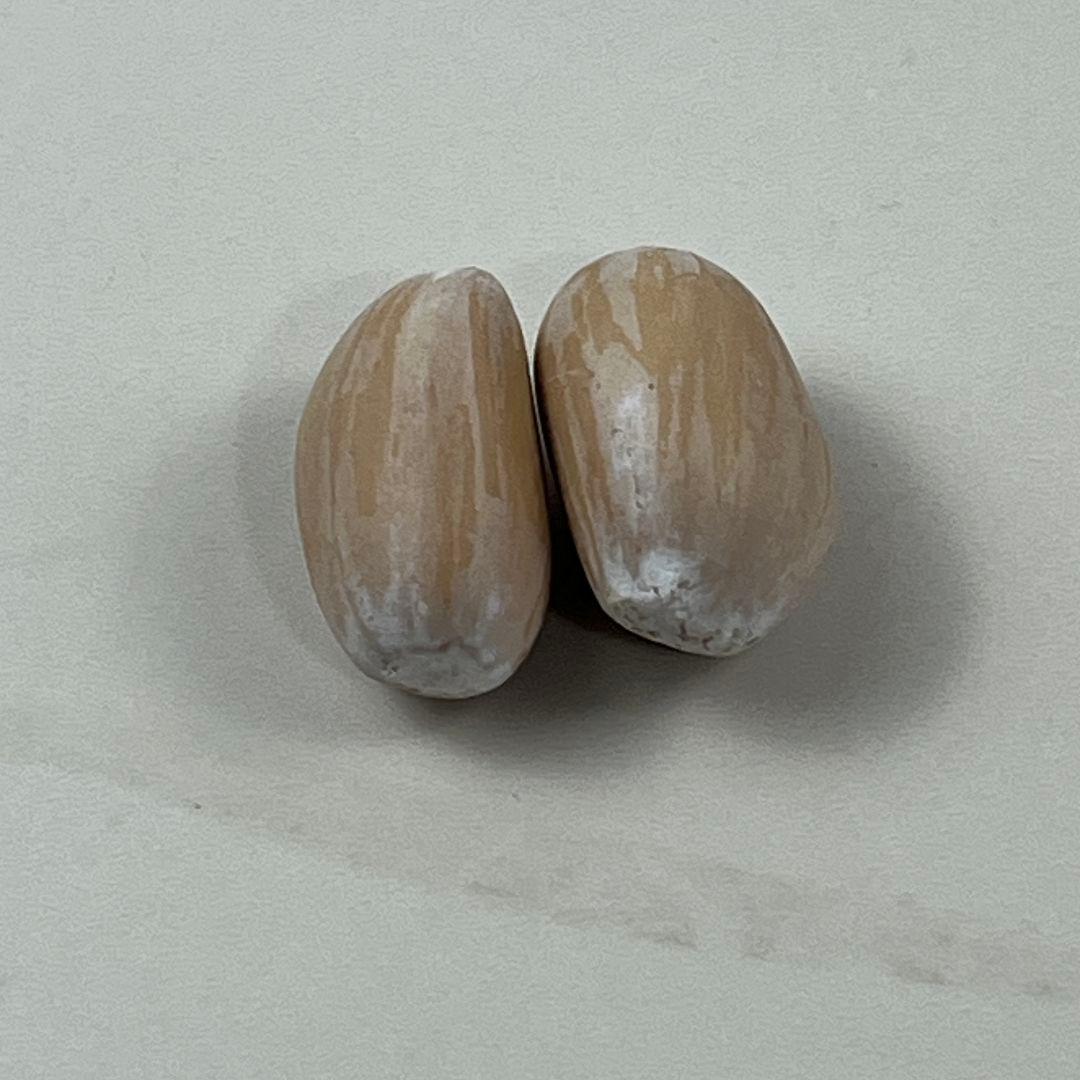 ぱ*ん様 D79新鮮な種 エンセファラルトス・ホリダス 種子2粒