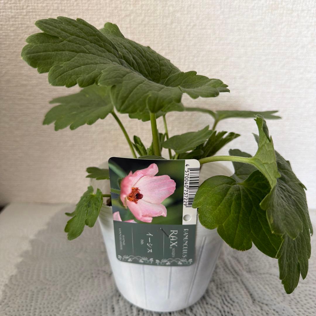 ラナンキュラスラックス苗、イーシス、廃盤品、正規品、ラベル付き