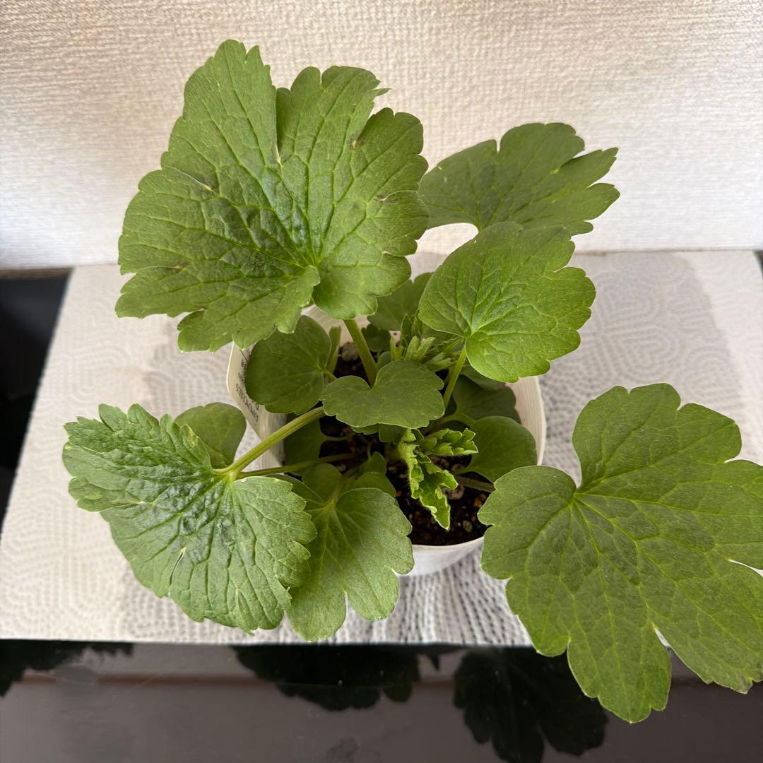 ラナンキュラスラックス苗、イーシス、廃盤品、正規品、ラベル付き