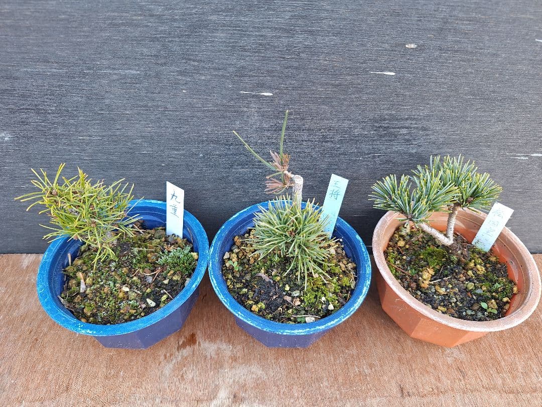 【専用商品】八房五葉松　9鉢セット