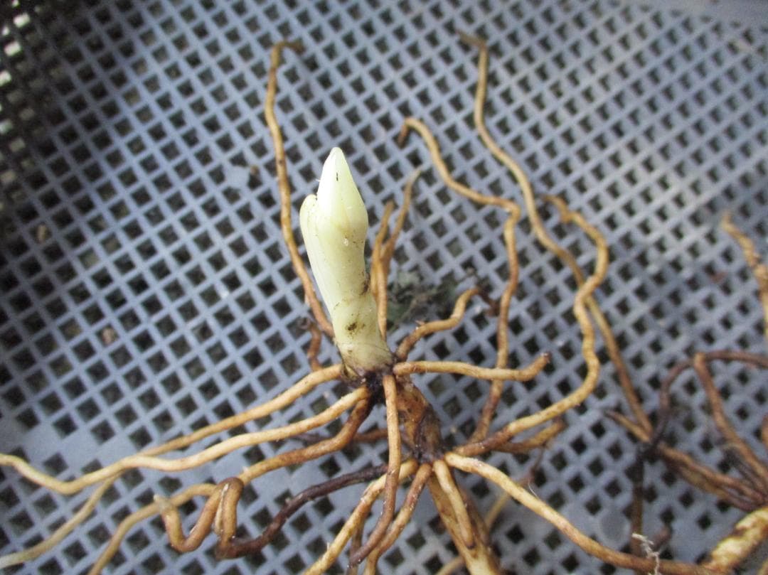 山野草、日本クマガイソウ黄色系（素心）大花芽1芽付き