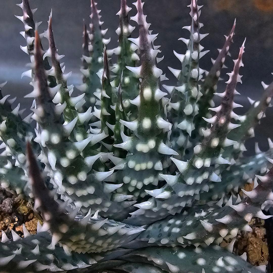 メルカリ便発送☆多肉植物 アロエ属 プラテンシス(実生選抜S4のカキコ苗)