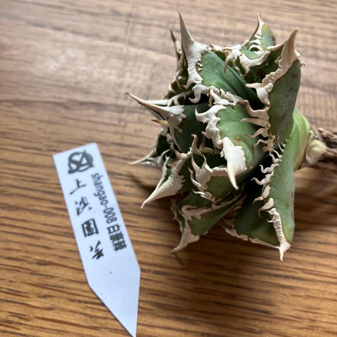 H*C様 【オークション】①選抜　特選　太棘 アガべ　チタノタ　白豪刺　TC 上