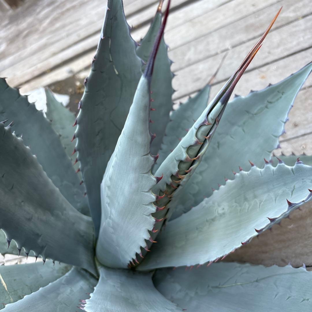 アガベ　パリー