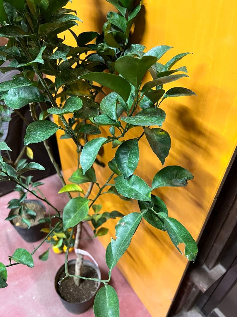 種無しカボス　２点セット