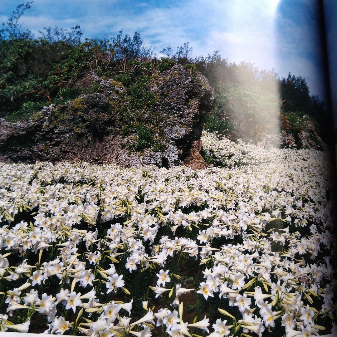 週間四季花めぐり❤️全巻５０冊❤️期間限定3月１８日まで。
