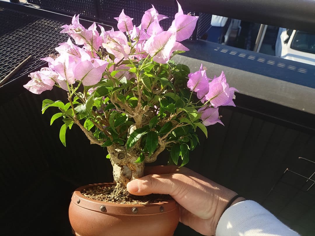 専用 沖縄産 ブーゲンビリア盆栽 メルカリ便