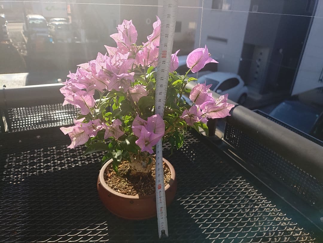 専用 沖縄産 ブーゲンビリア盆栽 メルカリ便