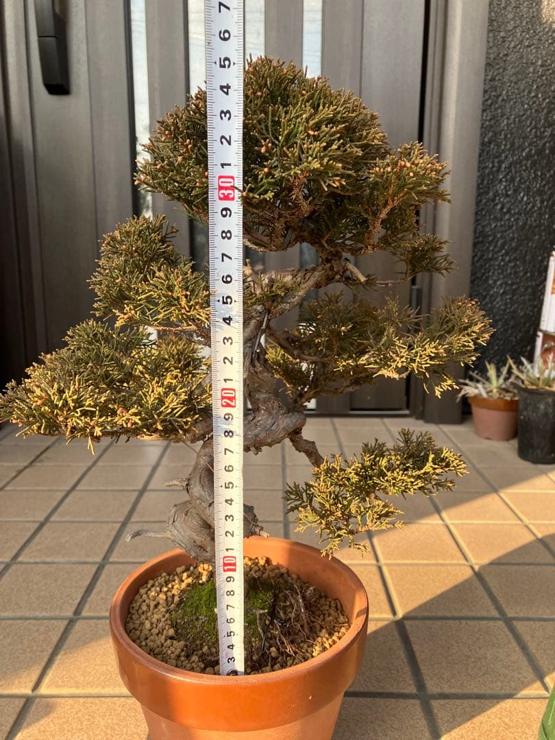 ◉真柏糸魚川　模様木　極上品　大特価！早いもの勝ち