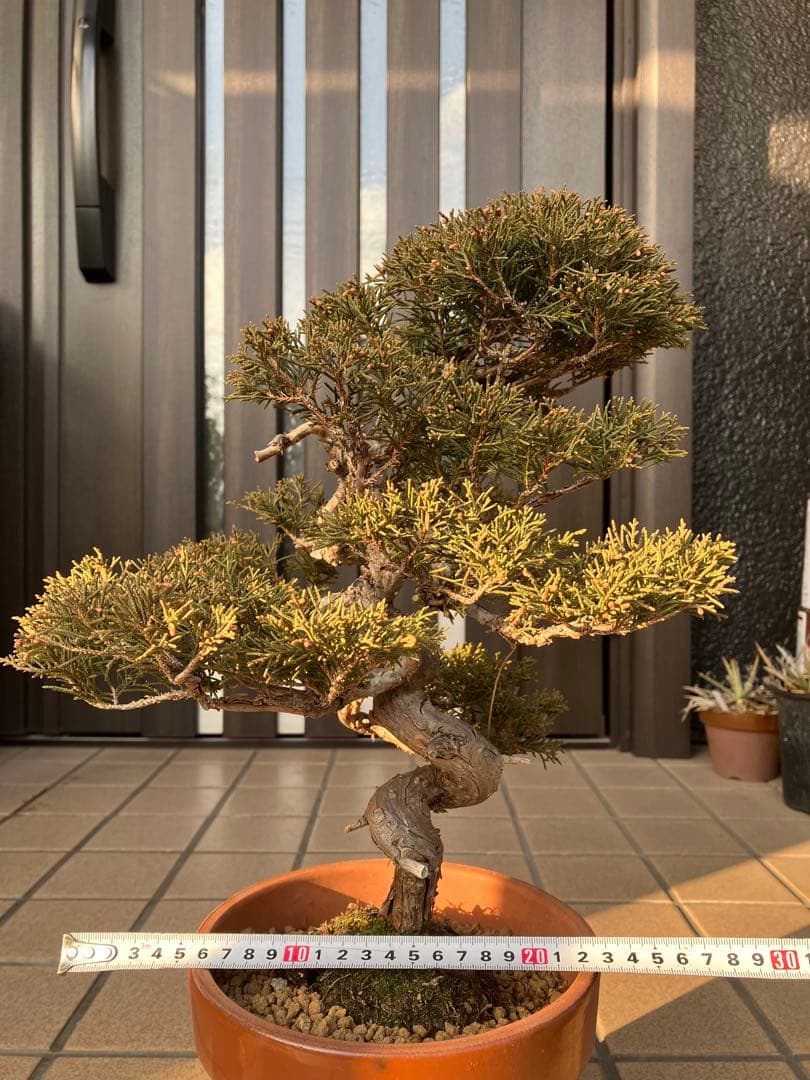 ◉真柏糸魚川　模様木　極上品　大特価！早いもの勝ち