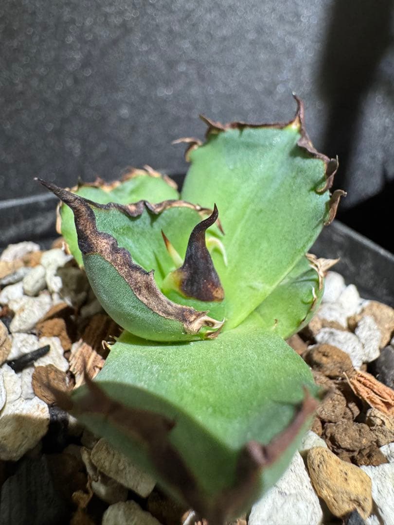 アガベ　黑曼巴　ブラックマンバ　lize血統