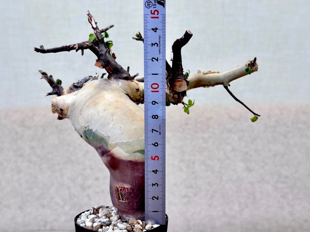 コミフォラ ピュアカタフ ソマリア産 コレクション 曲線美