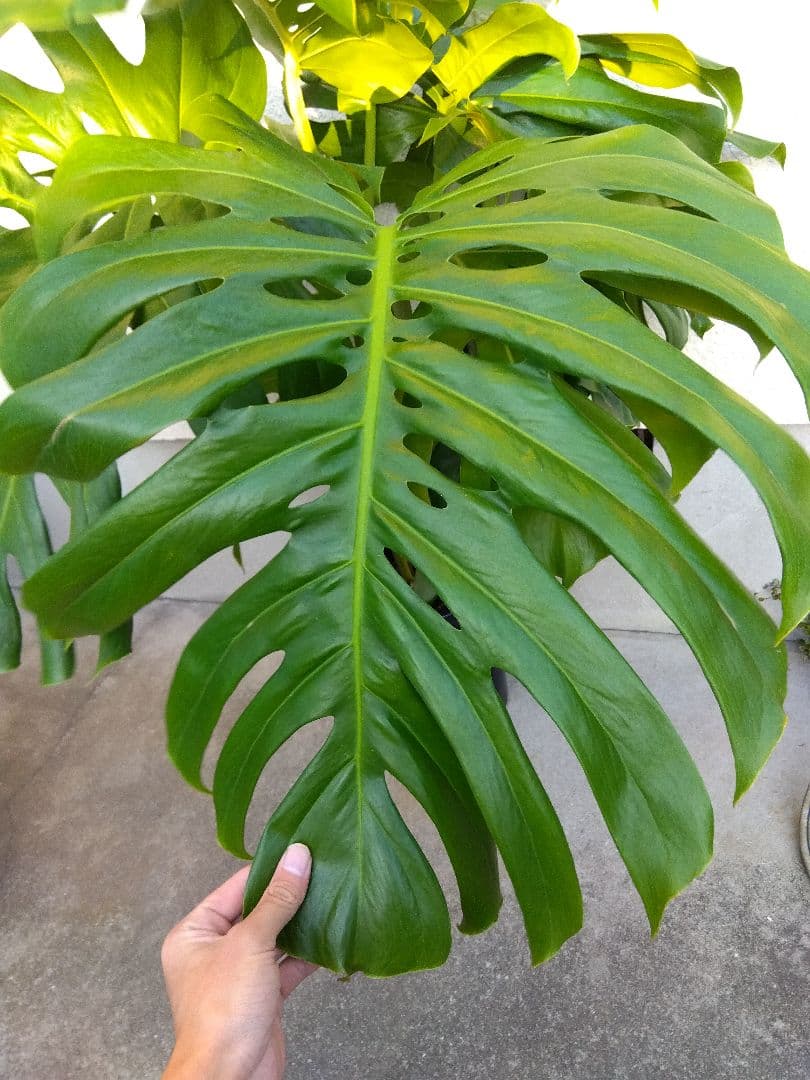 モンステラ　デリシオーサ　8号鉢つき　深穴開き❗2株植え❗　①