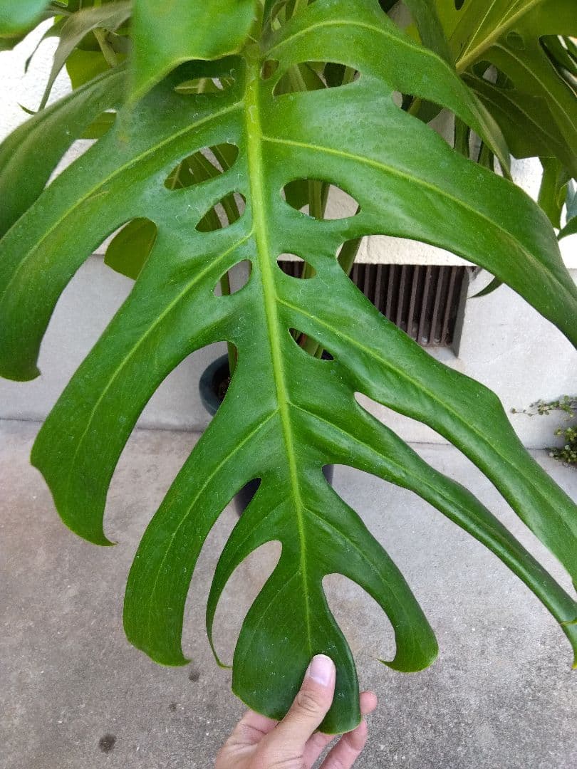 モンステラ　デリシオーサ　8号鉢つき　深穴開き❗2株植え❗　①