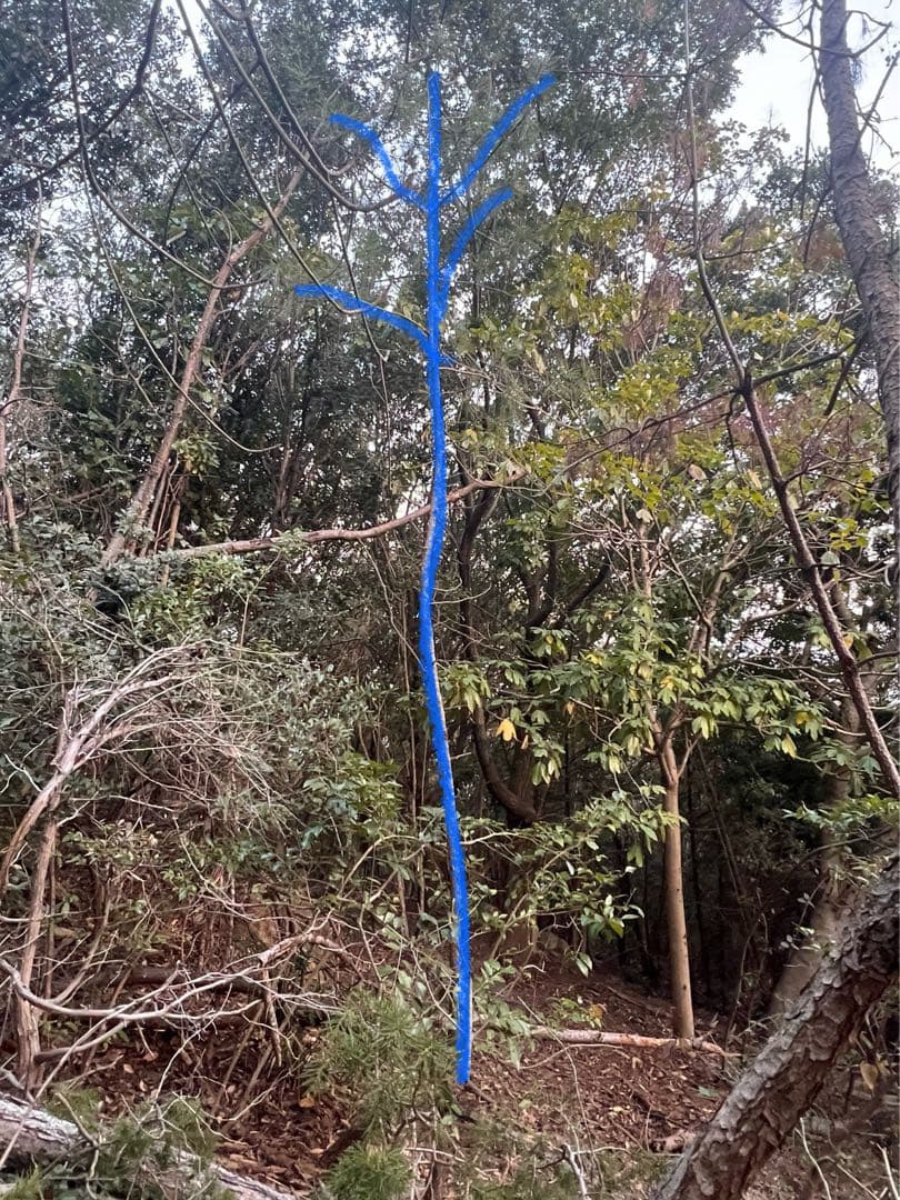 現品　赤松　アカマツ　超特大苗　5mほど　山採り　菅助