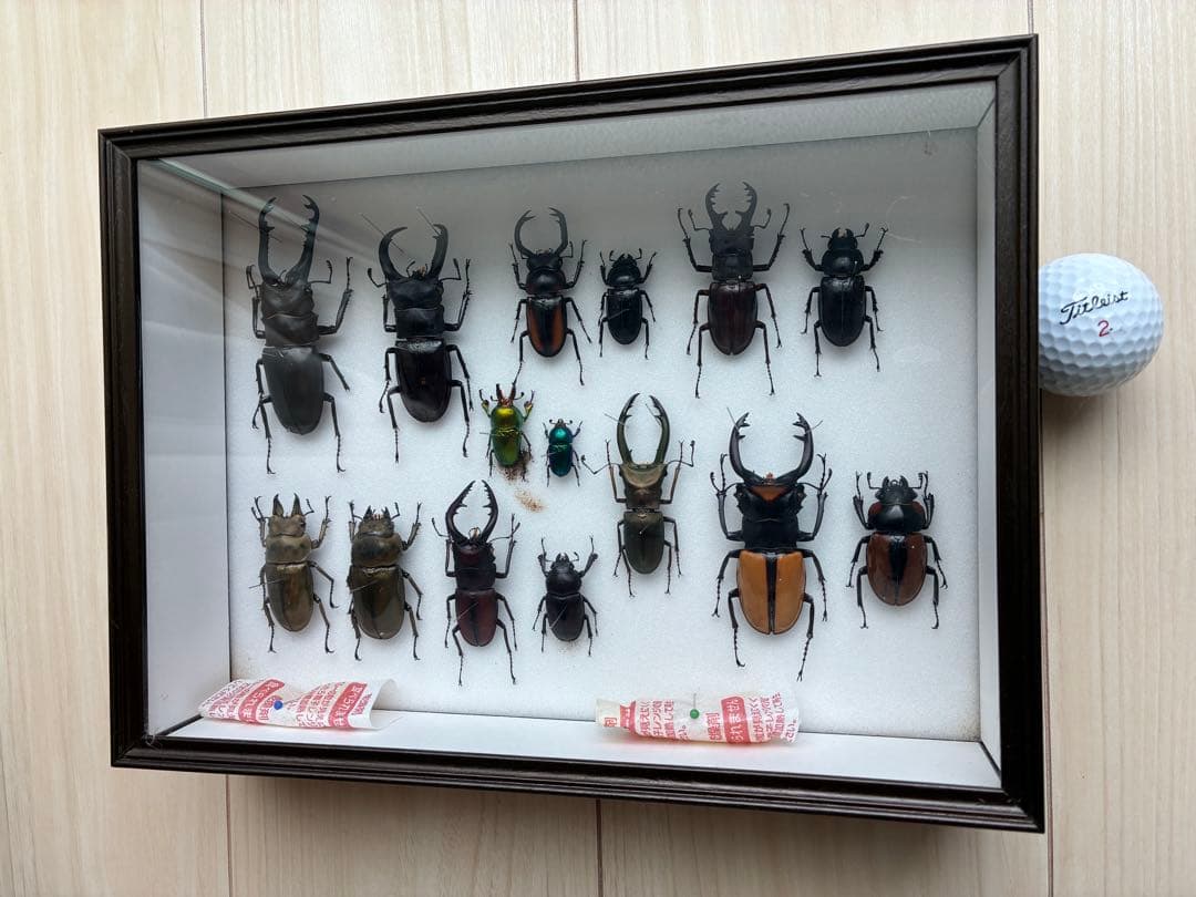 クワガタ標本 セット 標本ケース2個