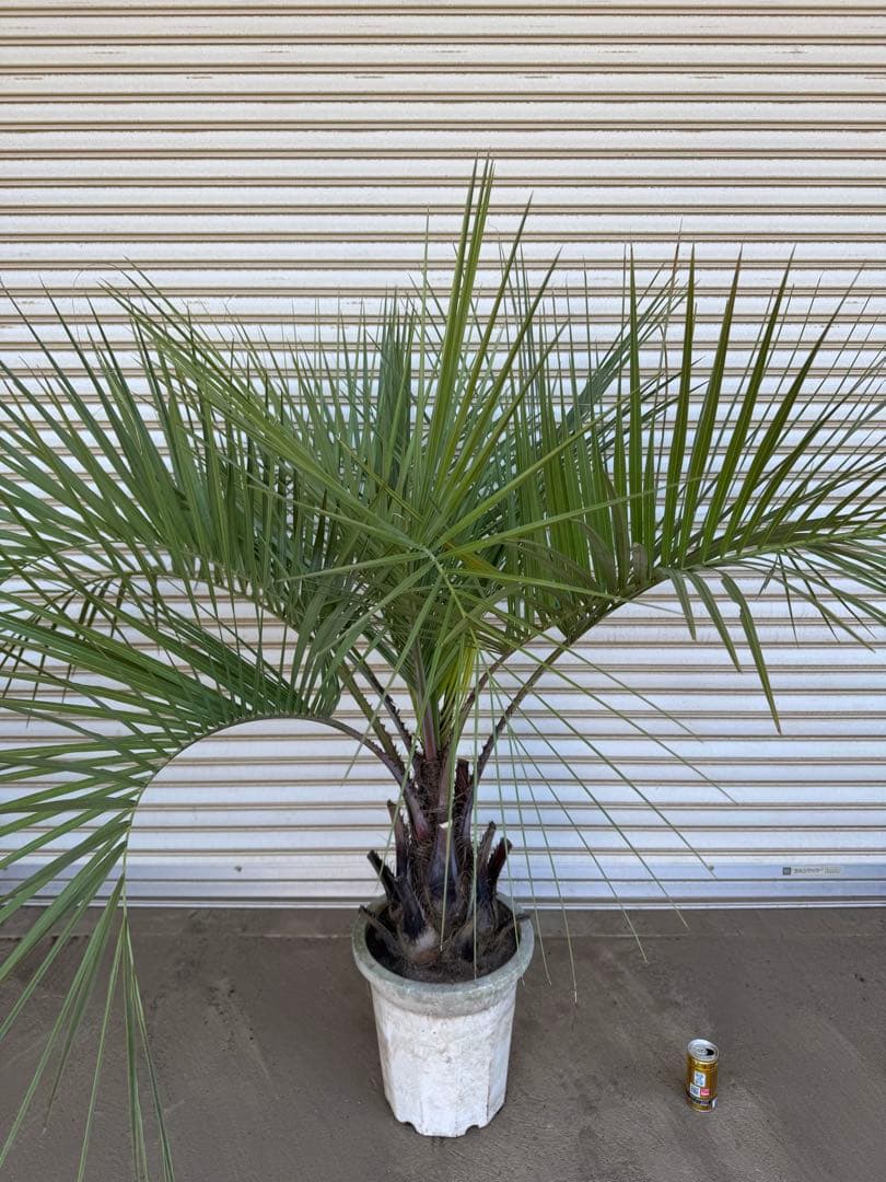 送料込み　ココスヤシ　形状良　幹太　鉢植え　庭木　シンボルツリー