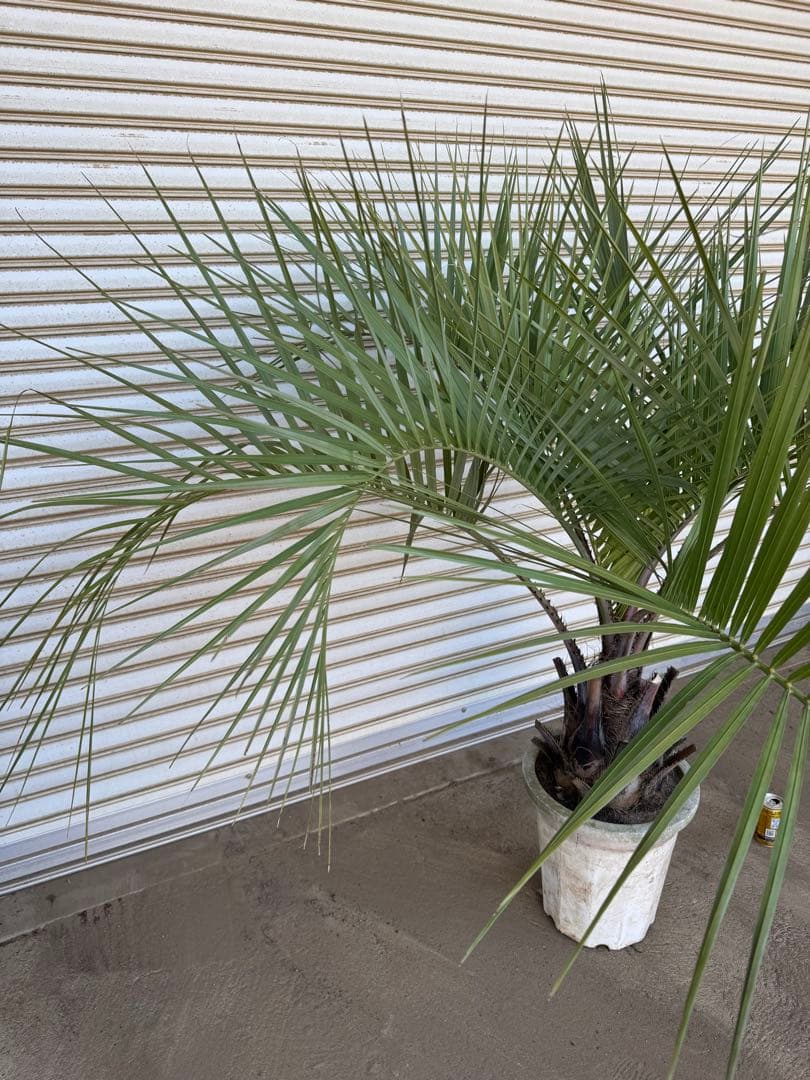 送料込み　ココスヤシ　形状良　幹太　鉢植え　庭木　シンボルツリー