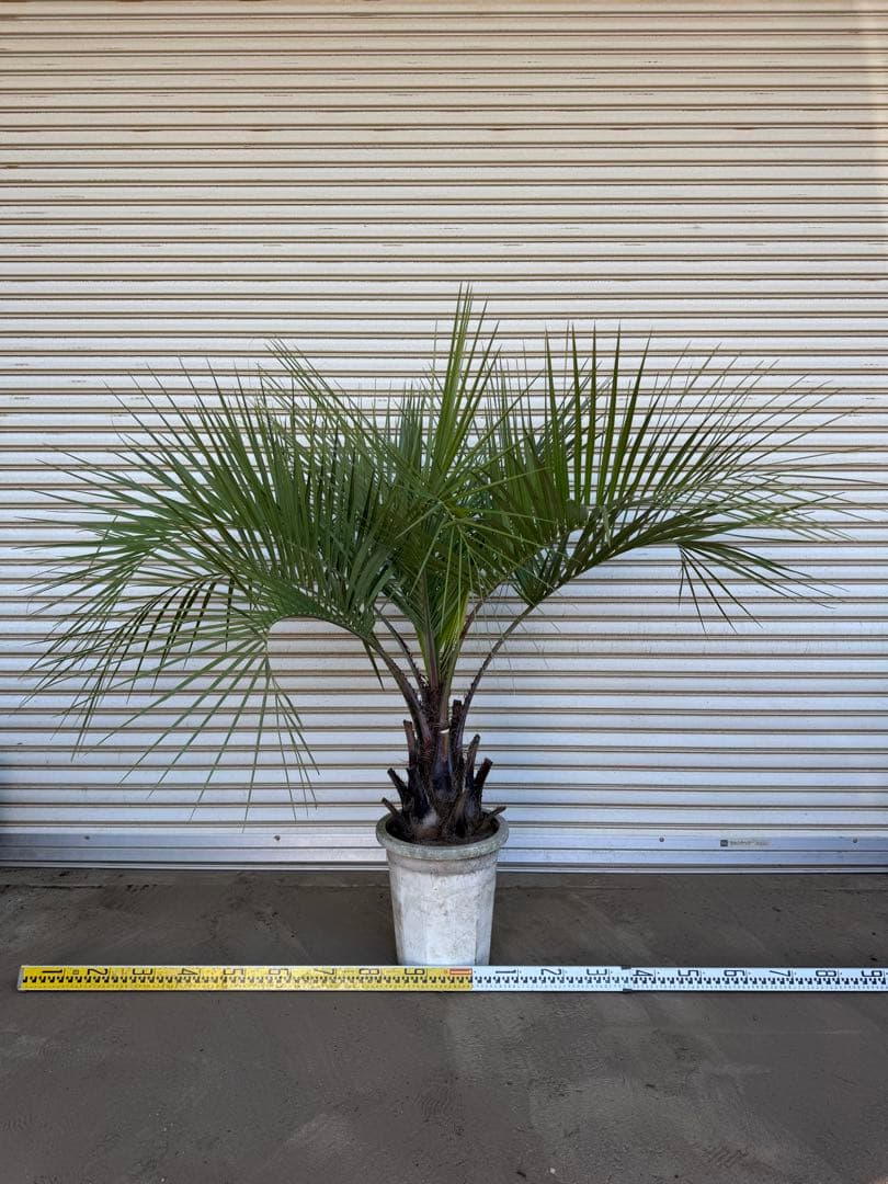 送料込み　ココスヤシ　形状良　幹太　鉢植え　庭木　シンボルツリー