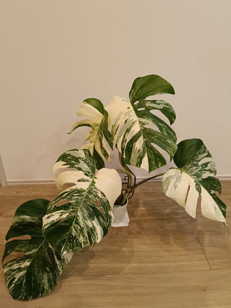 特別な１鉢☆モンステラ・ボルシギアナ・ホワイトタイガー①