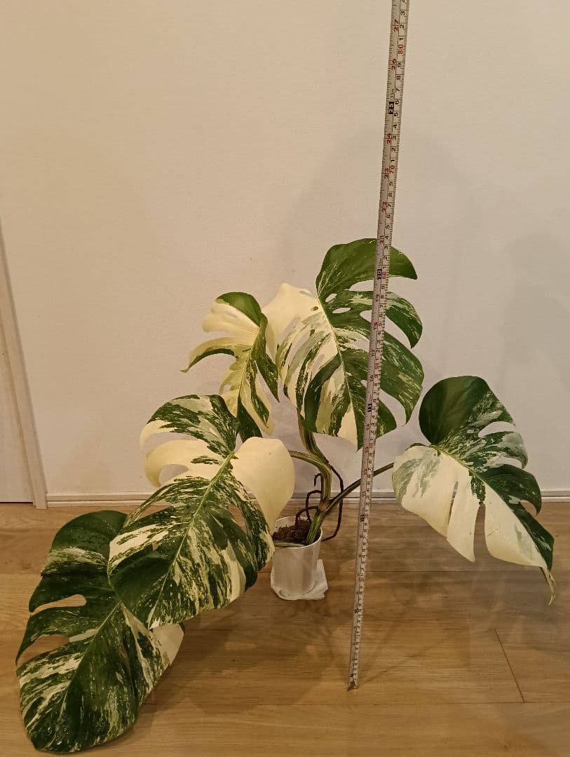 特別な１鉢☆モンステラ・ボルシギアナ・ホワイトタイガー①