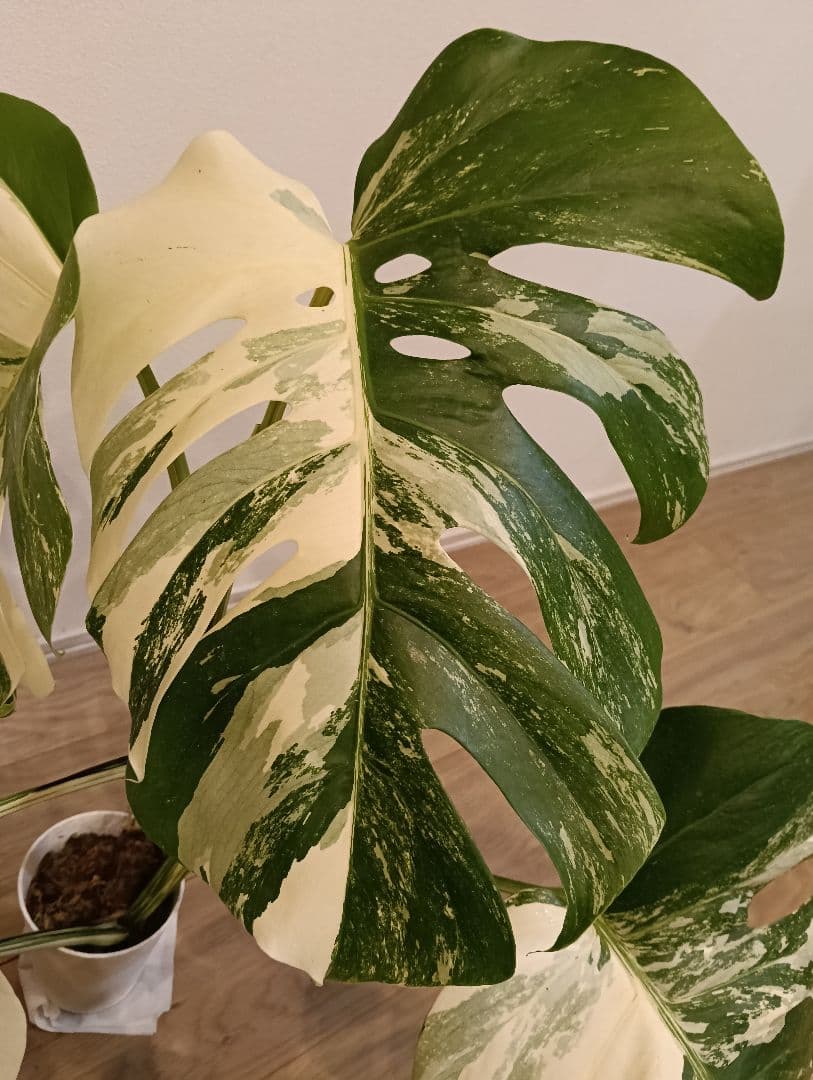 特別な１鉢☆モンステラ・ボルシギアナ・ホワイトタイガー①