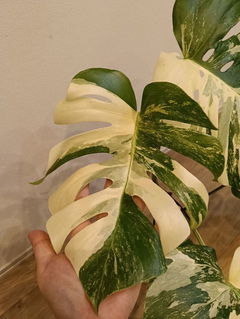 特別な１鉢☆モンステラ・ボルシギアナ・ホワイトタイガー①