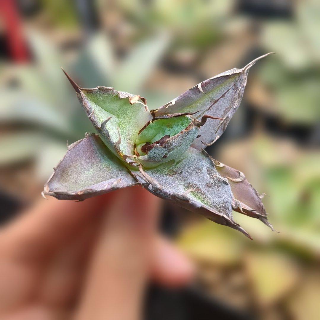 黒鯨＋悪魔bb　速達