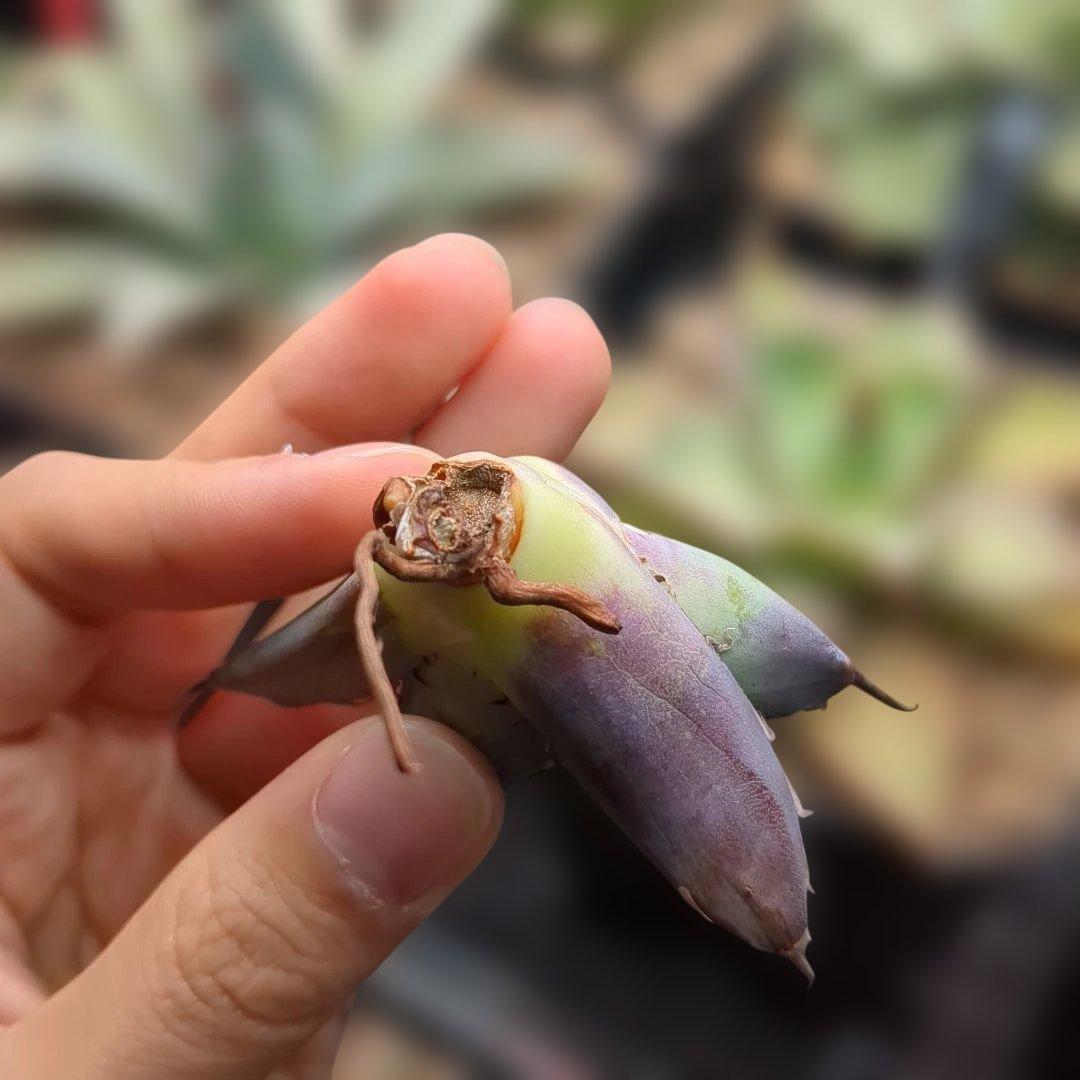 黒鯨＋悪魔bb　速達