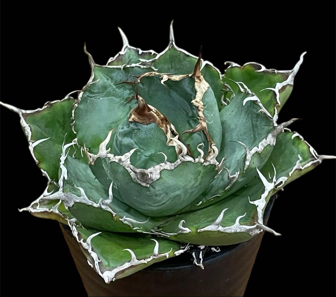 【台湾株】アガベ　チタノタ　白鯨　スパチタ　レア 強棘 OC株