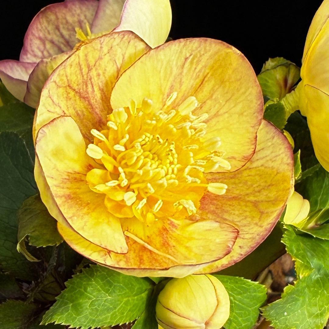 も*読様 546☘️蕾花タグ付☘️極上☘️SD⭐️蜃気楼⭐️小輪⭐️コロコロカッ