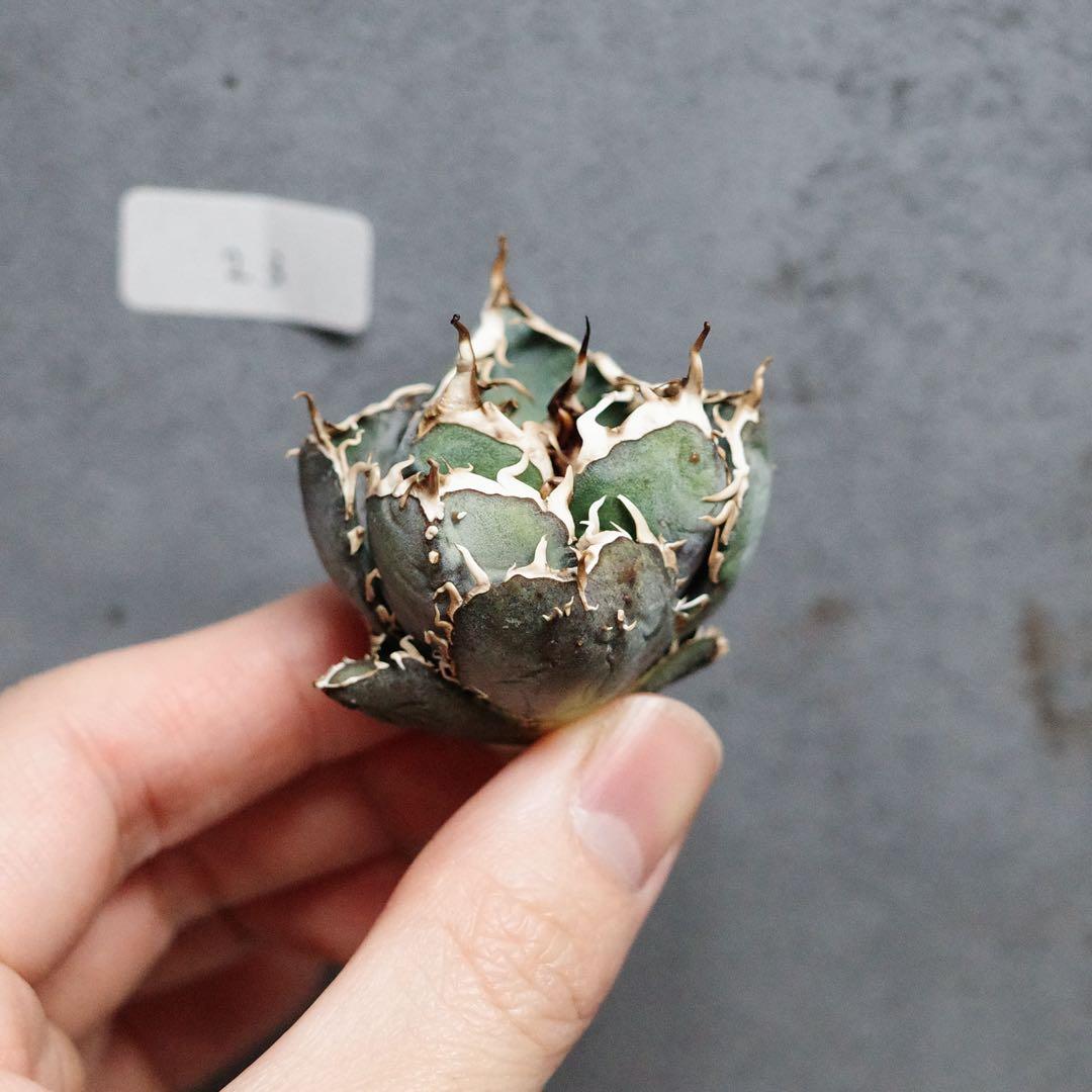 アガベ　チタノタ　オテロイ　背刺白鯨　超コンパクト　青白葉　裏棘　23