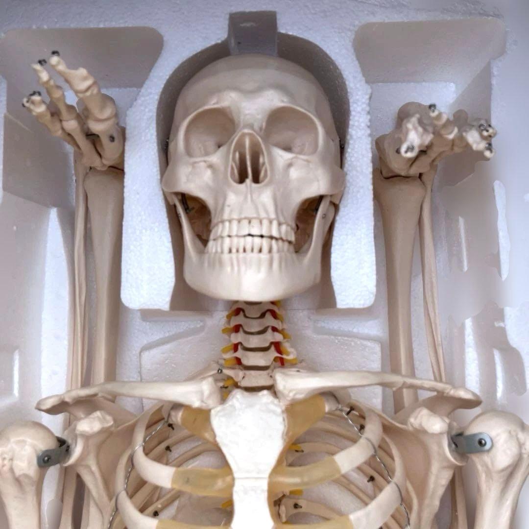 可動関節付き全身骨格模型 等身大約180cmキャスター付き