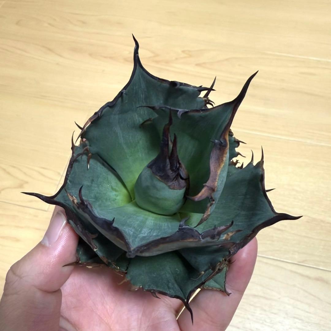【メルカリ便】 アガベ　チタノタ　キングアーサー　子株　天芽