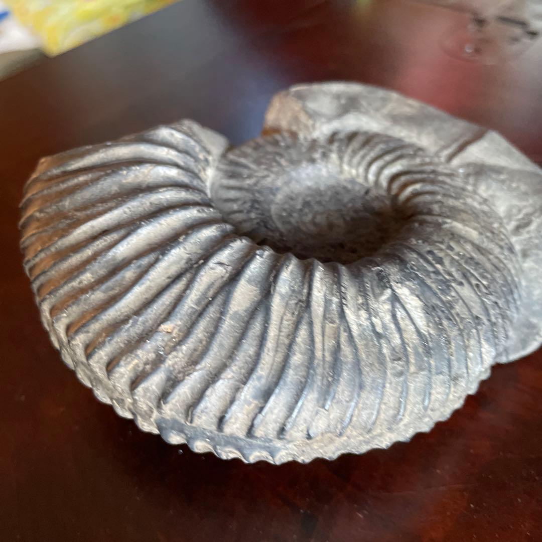 黒色 アンモナイト化石 約10cm