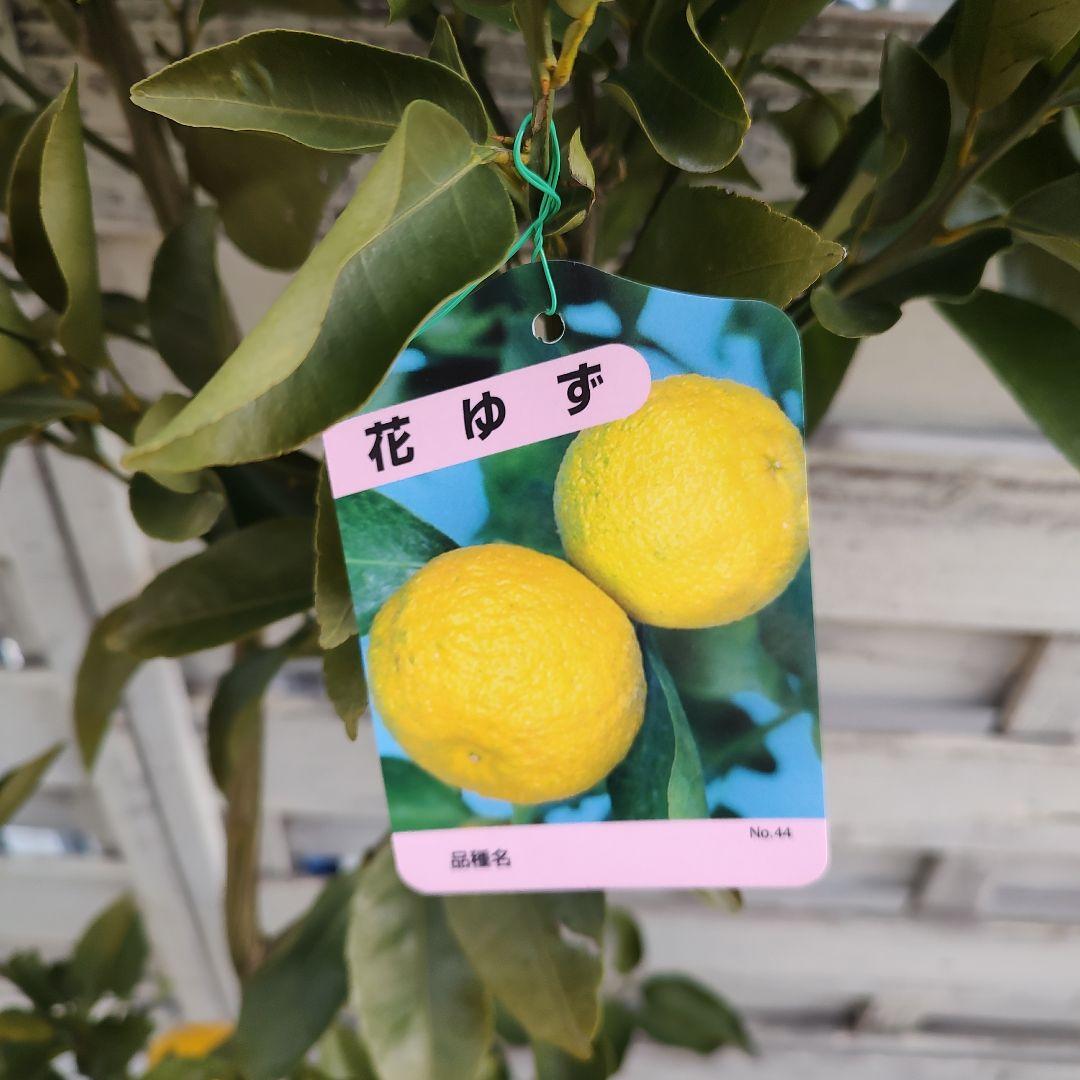 花柚子 3年生 大苗 実つき