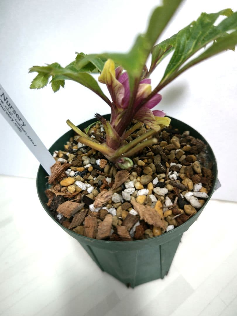 クリスマスローズ開花株　大木ナーセリー　イリュージョン交配