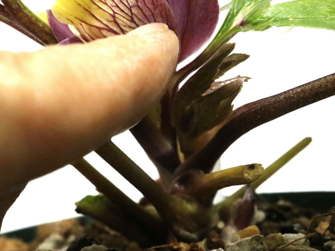 クリスマスローズ開花株　大木ナーセリー　イリュージョン交配