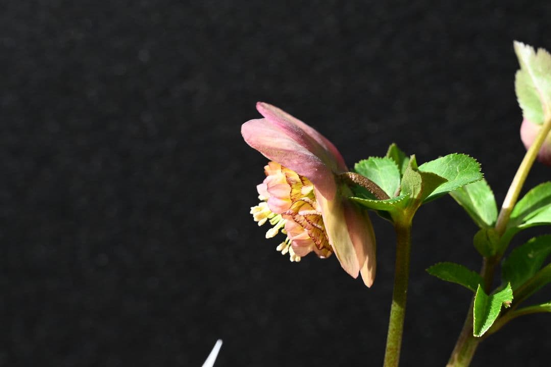 クリスマスローズ　認定小輪アンティークモーリー　加藤農園