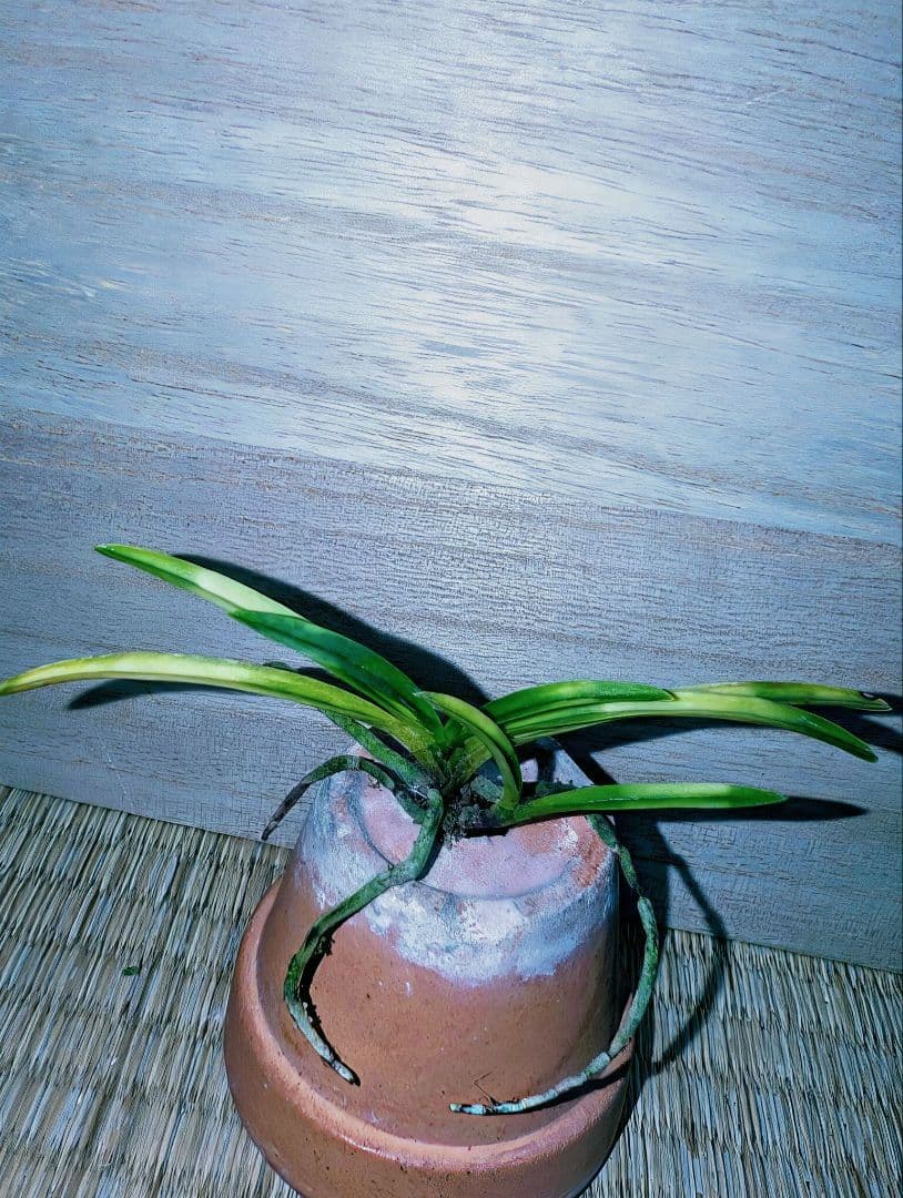 [年末大感謝祭東京土産編激安!!]富貴蘭　霧雲